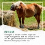 Hook Norton Veterinary Group promotional or service graphic