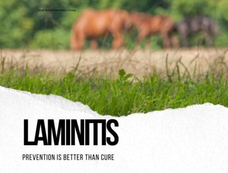 Copy of laminitis prevention at Hook Norton Veterinary Group