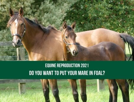 Equine Reproduction 2021 Do you want to put your mare in foal_ at Hook Norton Veterinary Group