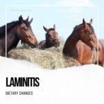 Laminitis Prevention Hay Vs Haylage at Hook Norton Veterinary Group