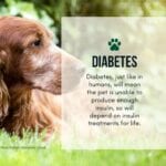 Diabetes Awareness at Hook Norton Veterinary Group