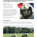 Hook Norton Veterinary Group promotional or service graphic
