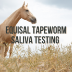 equisal