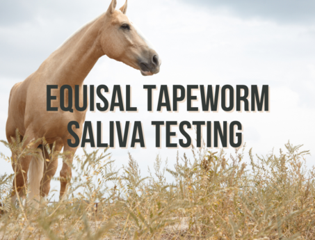 equisal