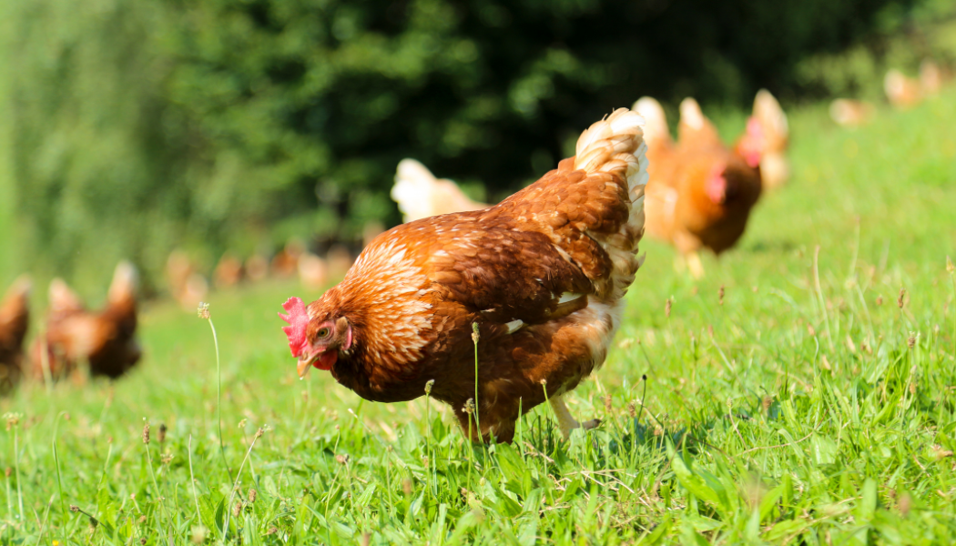 chicken vet