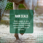 Rain Scald