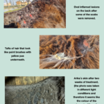 Rain scald condition on a horse showing oval lesions, infected tufts, and healed skin after treatment