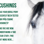 Equine Cushings
