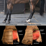 laminitis