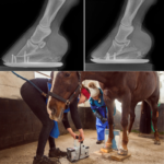 2 at Hook Norton Veterinary Group