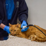 Ginger cat receiving laser therapy treatment from a Hook Norton vet in the clinic