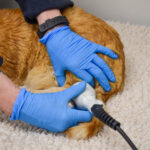 A ginger cat lying on a treatment table receiving laser therapy from a vet wearing blue gloves