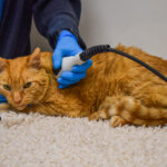 Close-up of a ginger cat receiving laser therapy treatment on its shoulder