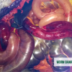 4 at Hook Norton Veterinary Group
