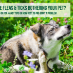 fleas and ticks