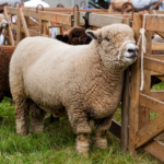 Agricultural shows