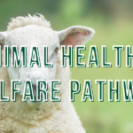 Animal health and welfare pathway