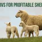 sheep estimated breeding values