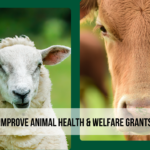 improve animal health and welfare grant