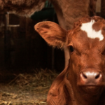 overnight care for farm inpatients