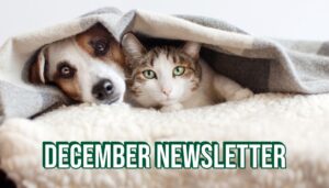 December newsletter cover for Hook Norton Veterinary Group