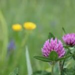 Herbal Ley 3 at Hook Norton Veterinary Group