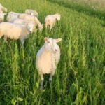 Herbal Ley 4 at Hook Norton Veterinary Group