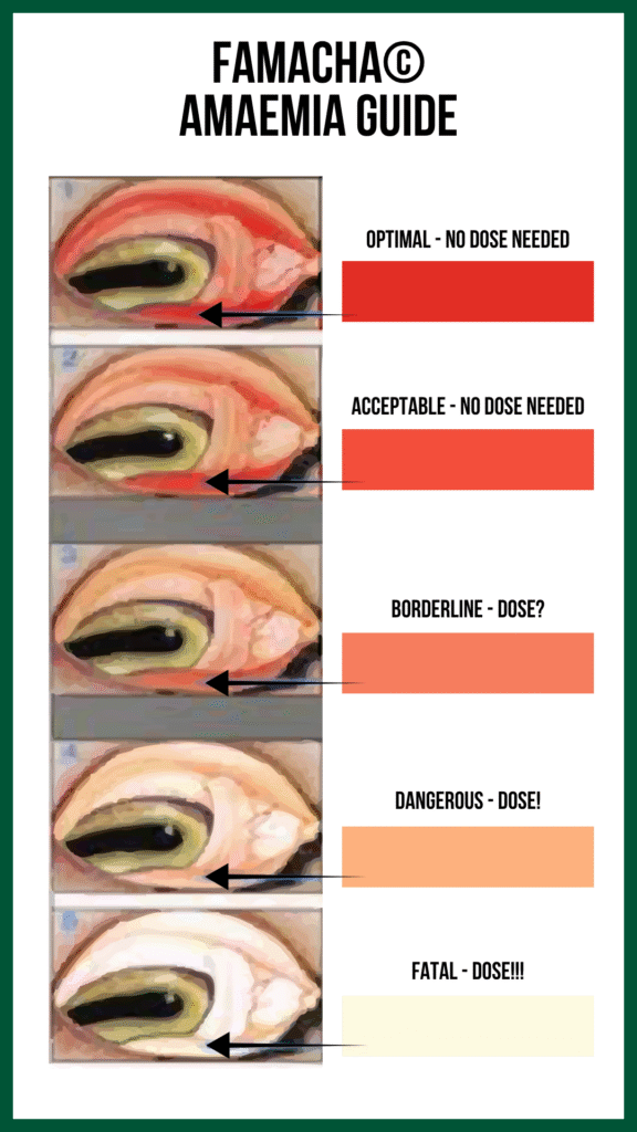 FAMACHA Score Guide for Sheep - Hook Norton Veterinary Group