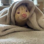 mustard after a dental pet dental health