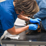 Vet treating a small dog's anal glands during a veterinary appointment at Hook Norton Vets