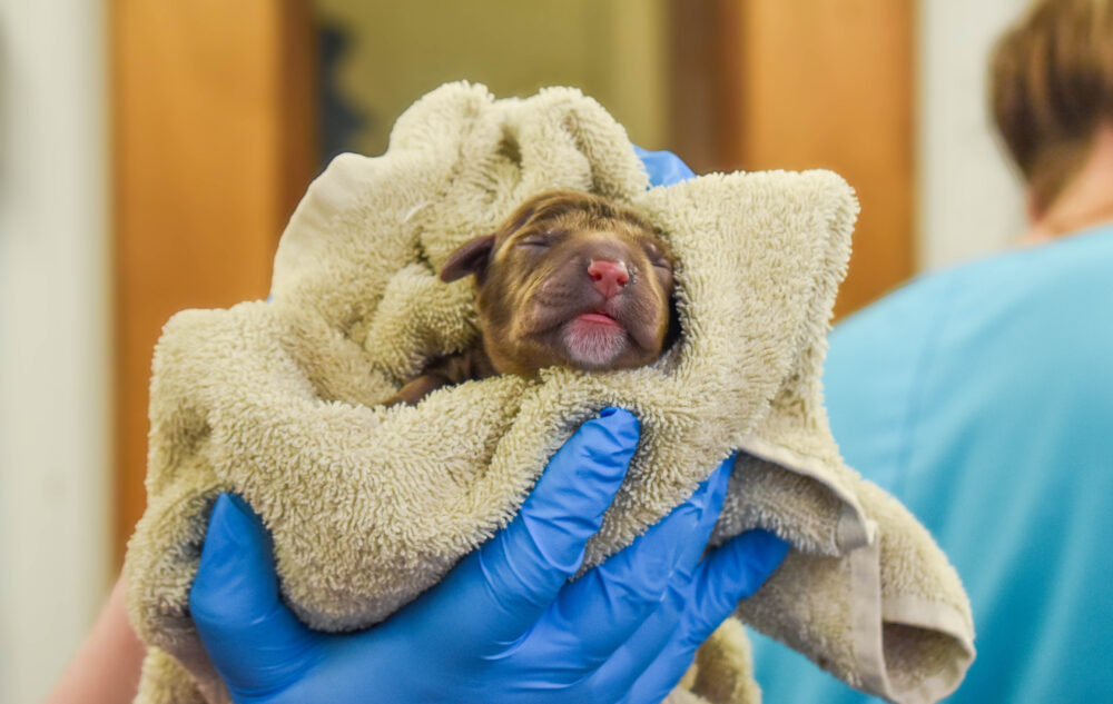 Newborn puppy wrapped in a towel being cared for by a vet at Hook Norton Veterinary Group