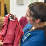Vet nurse drying and caring for a newborn puppy in a towel at Hook Norton Veterinary Group