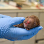 Vet holding a tiny newborn puppy in a gloved hand at Hook Norton Veterinary Group