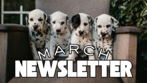 Front cover of the Hook Norton Vets March small animal newsletter