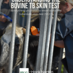 Bovine TB testing