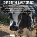 Infographic stating TB often has no visible signs in the early stages, with a close-up of a cow's face