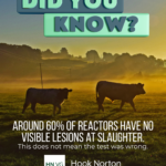 Did You Know infographic stating around 60% of TB reactors have no visible lesions at slaughter, with cattle in a field at sunset
