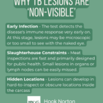 Infographic titled Why TB Lesions Are Non-Visible, listing early infection, slaughterhouse constraints and hidden locations