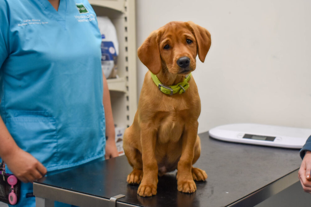 Puppy sitting on an examination table during its first vet visit