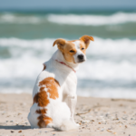 Jack Russell terrier sitting on a sandy beach looking out at the sea