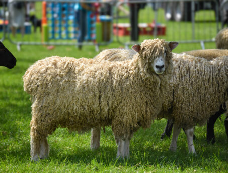 Sheep with a long curly fleece standing on grass at an outdoor show